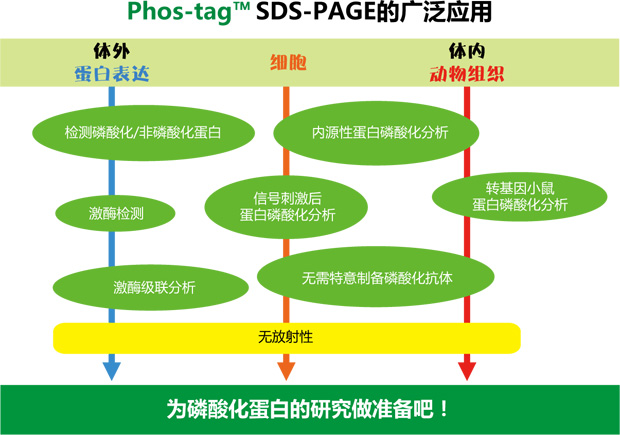 Phos-tag应用