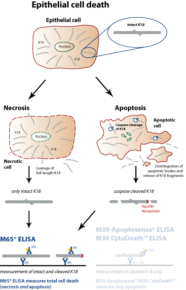1514528207521282.jpg M65.jpg