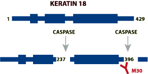 m30_cytodeath_antibody_bild_2.jpg