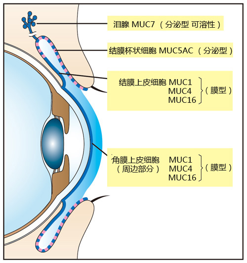 PMC_MUC01_2-.jpg