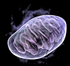 mitochondria_240px.jpg
