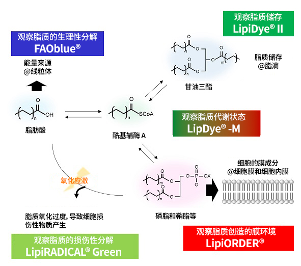 70773-FNA-25-metabolism_map.jpg