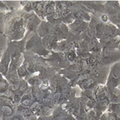 0817519636998328.jpg