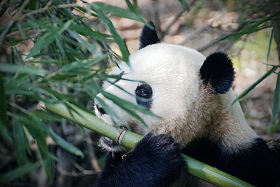qgadrian-panda-4461766 拷贝.jpg