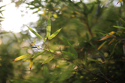 heungsoon-bamboo-6948809 拷贝.jpg