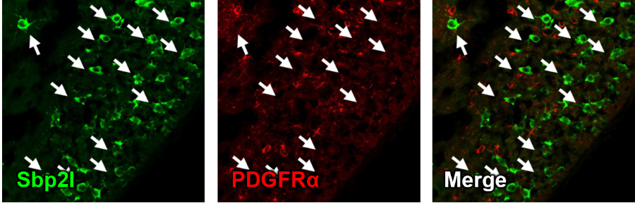1417919573125415.png